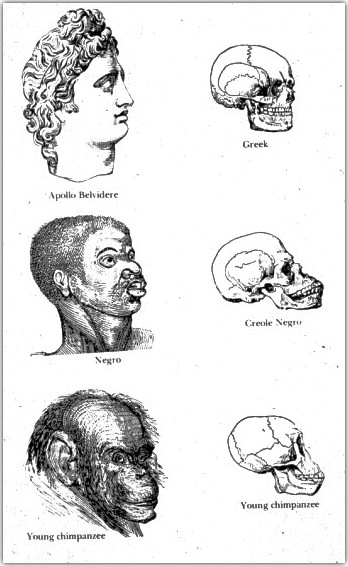 A page of engravings arranging a Greek sculpture, a Black man, and a chimpanzee in
               descending order, each beside a skull